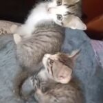 VID_20251109_212212_438(2)