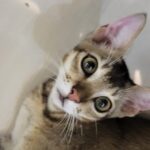 WhatsApp Image 2025-11-21 at 15.52.28