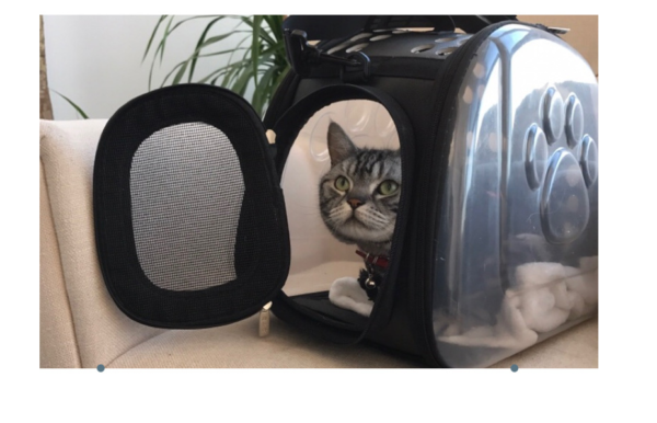 Gray tabby cat inside transparent pet carrier with paw print design on a couch