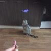 Cat playing with interactive laser mouse toy on wooden floor indoors