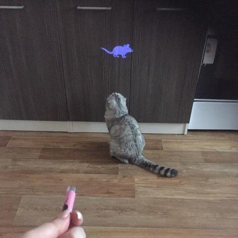 Cat playing with interactive laser mouse toy on wooden floor indoors