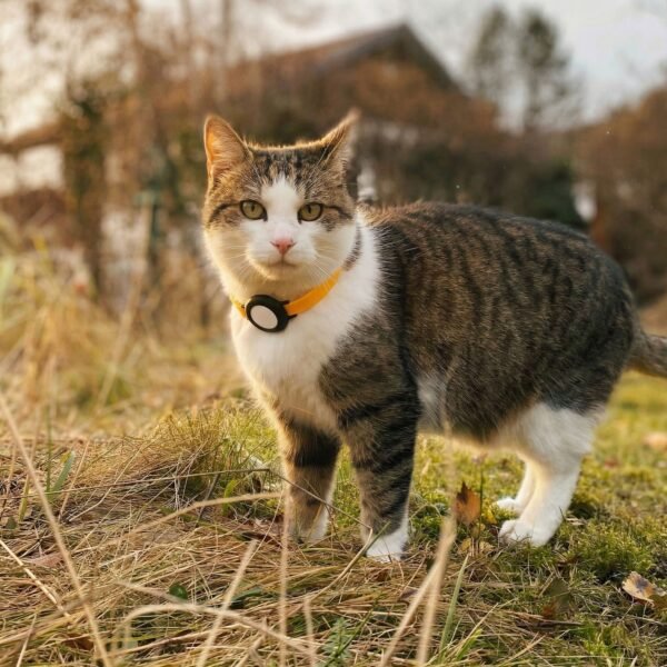 airtag-katzenhalsand-mit-sicherheitsverschluss-nemo-1 AirTag Cat Collar – Silicone Safety Tracker Collar