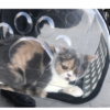 Cat inside a transparent pet carrier with paw print design, outdoor setting