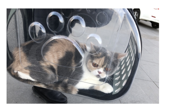 Cat inside a transparent pet carrier with paw print design, outdoor setting