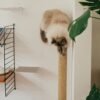 Wall-Mounted Cat Scratching Post – Sisal Climbing Log