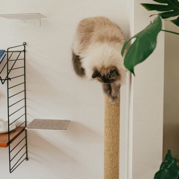 Wall-Mounted Cat Scratching Post – Sisal Climbing Log