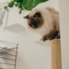 Wall-Mounted Cat Scratching Post – Sisal Climbing Log
