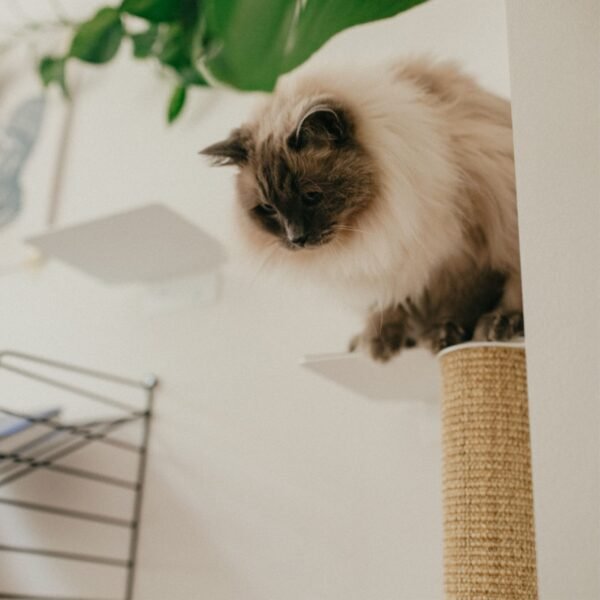 Wall-Mounted Cat Scratching Post – Sisal Climbing Log