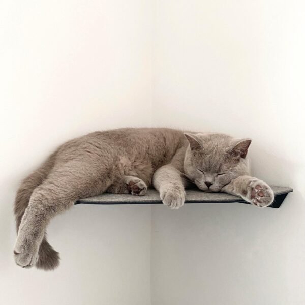 Corner Wall Cat Shelf – Cozy Elevated Lounger