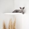 Corner Wall Cat Shelf – Cozy Elevated Lounger