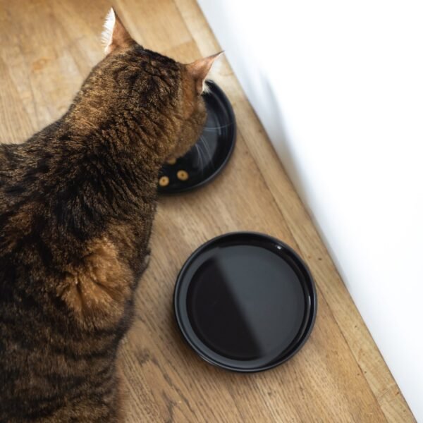 Porcelain Cat Bowls – Whisker-Friendly Feeding Set (2 Pack)