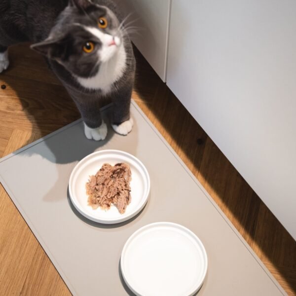 Porcelain Cat Bowls – Whisker-Friendly Feeding Set (2 Pack)