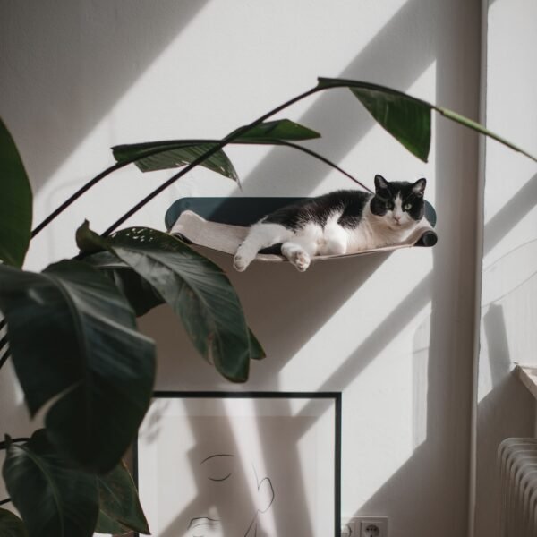 haengematte-anthrazit-sand SWING | Wall-Mounted Cat Hammock – Cozy Floating Bed (Heavy Duty - Up to 15kg)