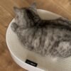 SCRATCHBED | Premium Oval Cat Scratcher & Lounger