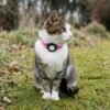 katze-mit-airtag-katzenhalsand-sicherheitsverschluss-1 AirTag Cat Collar – Silicone Safety Tracker Collar