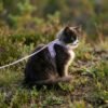 katze-mit-ausbruchsicherem-katzengeschirr-rosa-1 Escape-Proof Cat Harness & Leash Set with AirTag Pocket