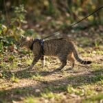 katze-mit-katzengeschirr-mit-katzenleine-1 Escape-Proof Cat Harness & Leash Set with AirTag Pocket