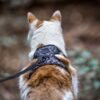 katzen-geschirr-mit-leine-leo-mit-sicherheitsverschluss-1 Escape-Proof Cat Harness & Leash Set with AirTag Pocket