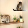 Corner Wall Cat Shelf – Cozy Elevated Lounger