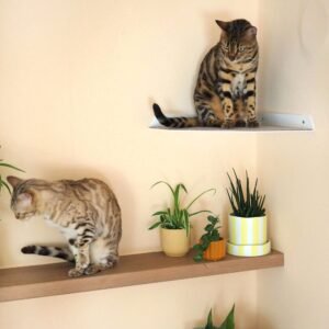 Corner Wall Cat Shelf – Cozy Elevated Lounger