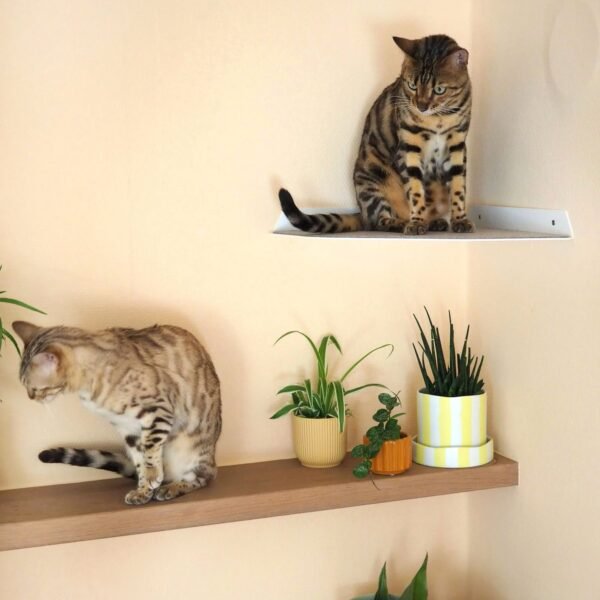 Corner Wall Cat Shelf – Cozy Elevated Lounger