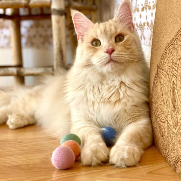 katzenball-aus-filz_2 Hand-Felted Natural Wool Cat Toy (Set of 6)