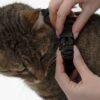 katzengeschirr-anlegen Escape-Proof Cat Harness & Leash Set with AirTag Pocket
