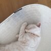 SCRATCHBED | Premium Oval Cat Scratcher & Lounger