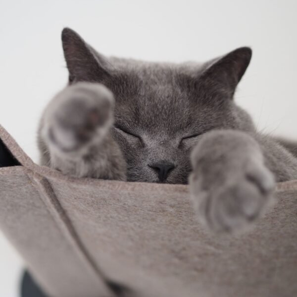 kuschelige-haengematte-fuer-katzen SWING | Wall-Mounted Cat Hammock – Cozy Floating Bed (Heavy Duty - Up to 15kg)